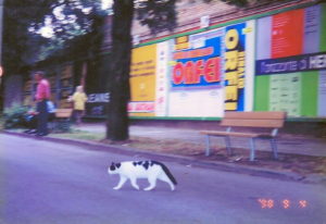 道路を渡るイタリアの猫