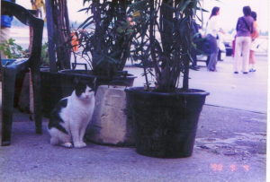 リド島の猫